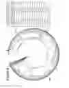 Fig. 05 - Recombinant host cells comprising phosphoketolases