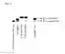 Fig. 10 - Preparation and isolation of 5′ capped MRNA