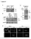 Fig. 04 - Human androgen receptor alternative splice variants