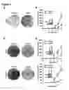 Fig. 06 - Human androgen receptor alternative splice variants