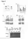 Fig. 07 - Human androgen receptor alternative splice variants
