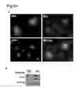 Fig. 25 - Human androgen receptor alternative splice variants