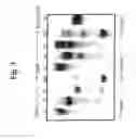 Fig. 04 - FUNCTIONAL DISRUPTION OF AN IMMUNOGLOBULIN GENE IN AN AVIAN EMBRYONIC STEM CELL