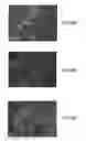 Fig. 07 - CELL CARRIER AND METHODS OF MAKING