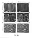 Fig. 13 - CELL CARRIER, ASSOCIATED METHODS FOR MAKING CELL CARRIER AND CULTURING CELLS USING THE SAME