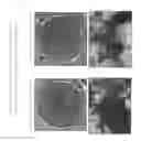 Fig. 09 - Method for efficient production of induced pluripotent stem cells utilizing cells derived from oral mucosa