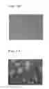Fig. 07 - TEMPERATURE-RESPONSIVE CELL CULTURE SUBSTRATE ON WHICH A STRAIGHT-CHAIN TEMPERATURE-RESPONSIVE POLYMER IS IMMOBILIZED, AND MANUFACTURING METHOD THEREFOR