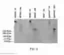 Fig. 03 - Cell culture medium