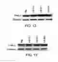 Fig. 09 - Cell culture medium