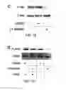 Fig. 12 - Cell culture medium