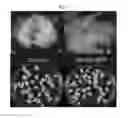 Fig. 04 - Methods for improving competency of plant cells