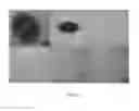 Fig. 10 - Methods and products for biasing cellular development