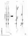 Fig. 32 - Stem accelerated isothermal nucleic acid amplification technology