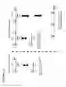 Fig. 46 - Stem accelerated isothermal nucleic acid amplification technology