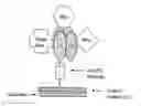 Fig. 01 - Methods and compositions for obtaining and using biologically active multi-protein complexes
