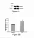Fig. 06 - Methods and compositions for obtaining and using biologically active multi-protein complexes