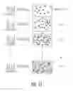 Fig. 33 - Programmable illumination pattern for transporting microparticles