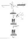 Fig. 02 - Detection of nucleic acids from whole