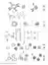 Fig. 03 - Detection of nucleic acids from whole