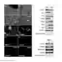 Fig. 01 - Compositions and methods for cardiac tissue repair