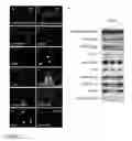 Fig. 04 - Compositions and methods for cardiac tissue repair