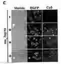 Fig. 01 - DNA methylation inhibitors