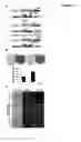 Fig. 02 - DNA methylation inhibitors