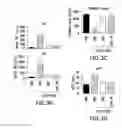 Fig. 06 - JAK INHIBITION BLOCKS RNA INTERFERENCE ASSOCIATED TOXICITIES