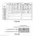 Fig. 08 - JAK INHIBITION BLOCKS RNA INTERFERENCE ASSOCIATED TOXICITIES