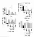 Fig. 10 - JAK INHIBITION BLOCKS RNA INTERFERENCE ASSOCIATED TOXICITIES