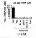 Fig. 11 - JAK INHIBITION BLOCKS RNA INTERFERENCE ASSOCIATED TOXICITIES