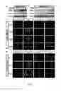 Fig. 02 - Exogenous Pax6 nucleic acid expression in primate neural stem cells maintains proliferation without differentiation