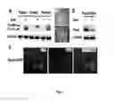 Fig. 05 - Exogenous Pax6 nucleic acid expression in primate neural stem cells maintains proliferation without differentiation