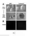 Fig. 07 - Exogenous Pax6 nucleic acid expression in primate neural stem cells maintains proliferation without differentiation