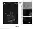 Fig. 08 - Exogenous Pax6 nucleic acid expression in primate neural stem cells maintains proliferation without differentiation