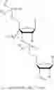 Fig. 43 - 5′ phosphate mimics