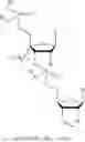 Fig. 46 - 5′ phosphate mimics