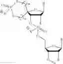 Fig. 53 - 5′ phosphate mimics