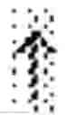 Fig. 03 - Small angiotensin peptide expression system in mammalian cells