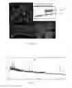 Fig. 04 - Small angiotensin peptide expression system in mammalian cells