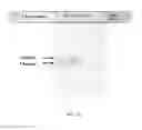 Fig. 09 - Small angiotensin peptide expression system in mammalian cells