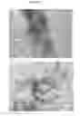 Fig. 04 - Substituted thiophene pentamers