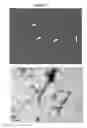 Fig. 06 - Substituted thiophene pentamers