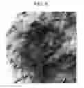 Fig. 07 - Transparent and flame retarding polyester resin composition and preparation method thereof