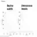 Fig. 19 - Gram-positive bacteria specific binding compounds