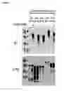 Fig. 30 - Gram-positive bacteria specific binding compounds