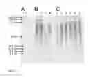 Fig. 06 - K5 heparosan fermentation and purification