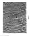 Fig. 03 - MINIMAL TISSUE ATTACHMENT IMPLANTABLE MATERIALS