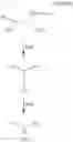 Fig. 04 - Processes for the facile synthesis of diaryl amines and analogues thereof
