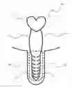 Fig. 01 - SYSTEM AND METHOD FOR TREATING ERECTILE DYSFUNCTION